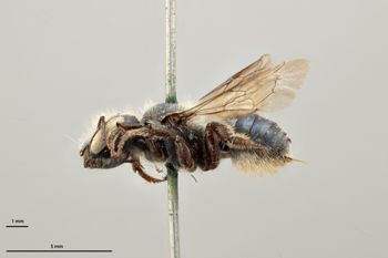 Media type: image;   Entomology 790597 Aspect: habitus lateral view